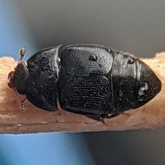Coleoptera
