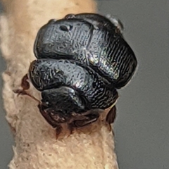 Coleoptera