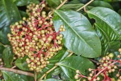 Ardisia compressa