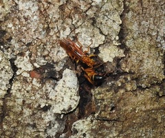 Agelaia constructor