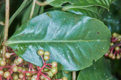 Ardisia compressa