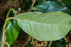 Ardisia compressa