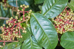 Ardisia compressa