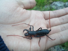 Mastigoproctus