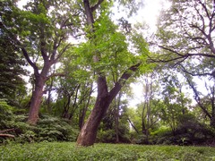 Fraxinus
