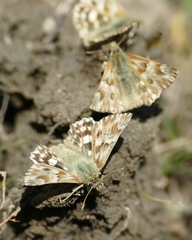 Muschampia