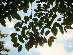 Fraxinus