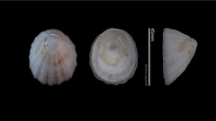 Niveotectura pallida