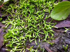 Riccia canaliculata