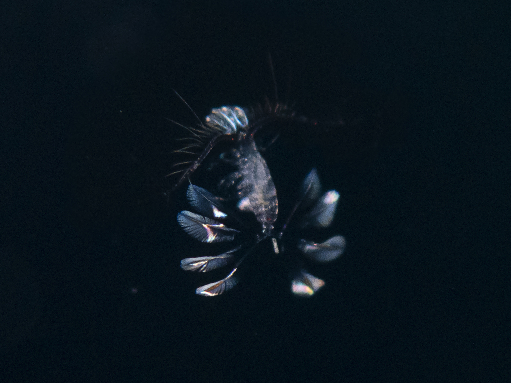 Calocalanus