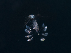 Calocalanus pavo