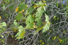 Helicteres semitriloba