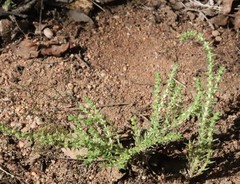Crassula lanceolata