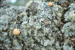Cyttaria hariotii