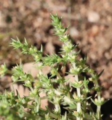 Crassula lanceolata