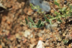 Streptanthus brachiatus