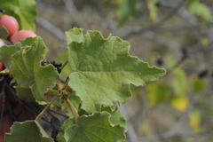 Helicteres semitriloba