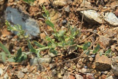 Streptanthus brachiatus