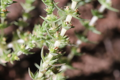 Crassula lanceolata