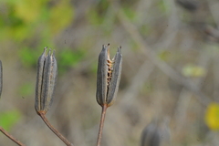 Helicteres semitriloba