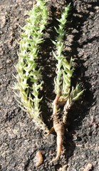 Crassula lanceolata