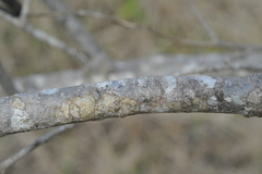 Helicteres semitriloba