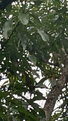 Melanerpes carolinus