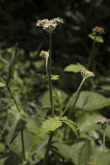 Arafoe aromatica