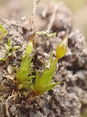 Tortula protobryoides