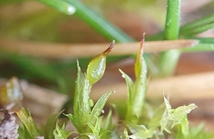 Tortula protobryoides