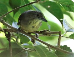 Dysithamnus puncticeps