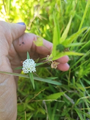 Mitracarpus megapotamicus