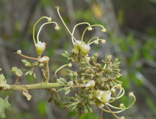 Helicteres semitriloba