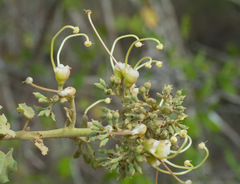 Helicteres semitriloba