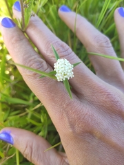 Mitracarpus megapotamicus