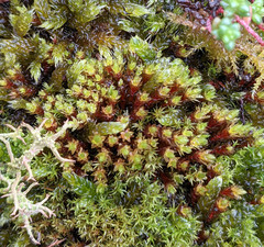 Imbribryum alpinum