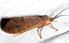 Ptilostomis ocellifera