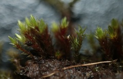 Imbribryum alpinum