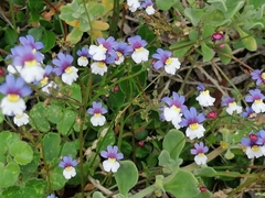 Nemesia versicolor