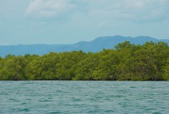 Excoecaria agallocha