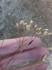 Asteromyia gutierreziae