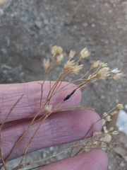 Asteromyia gutierreziae