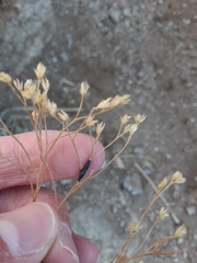 Asteromyia gutierreziae