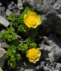Ranunculus sericophyllus