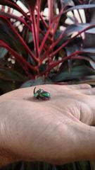 Phanaeus furiosus