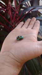 Phanaeus furiosus