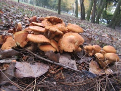 Gymnopilus junonius