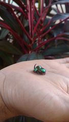 Phanaeus furiosus