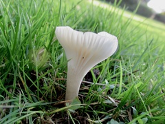 Cuphophyllus virgineus