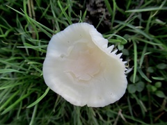 Cuphophyllus virgineus